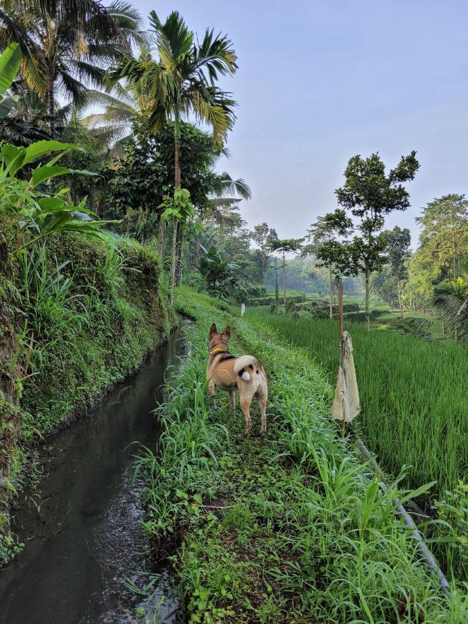 Les Rizieres Lombok - Tetebatu Hotell Exteriör bild